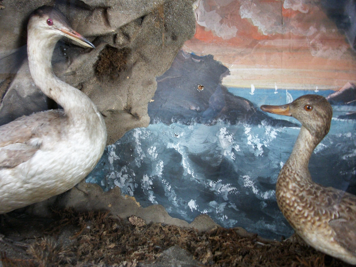 taxidermy  diorama of two birds